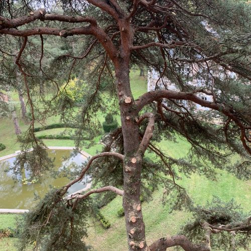 Élagage de pins sylvestres en grimper dans l’objectif d’effectuer une taille sanitaire (coupe des bois morts) avec l’installation d’une rétention pour limiter les dégâts au sol (massif d'arbustes)