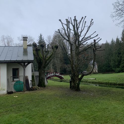 Élagage d’arbre en taille architecturé.