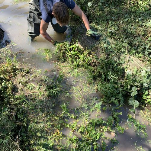 Intervention sur un ruisseau envahi par des plantes hélophytes (plantes aquatiques enracinées). Objectif : réouvrir l’écoulement de l’eau en intervenant de manière douce et efficace.