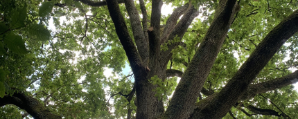 Arbre élagué