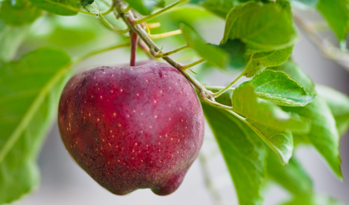 pomme dans un arbre