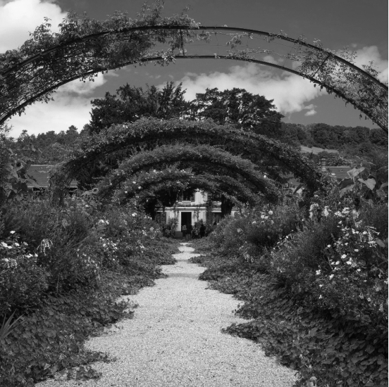 photo noir et blanc arches de plantes