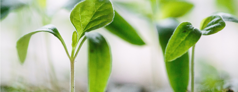 plant de potager