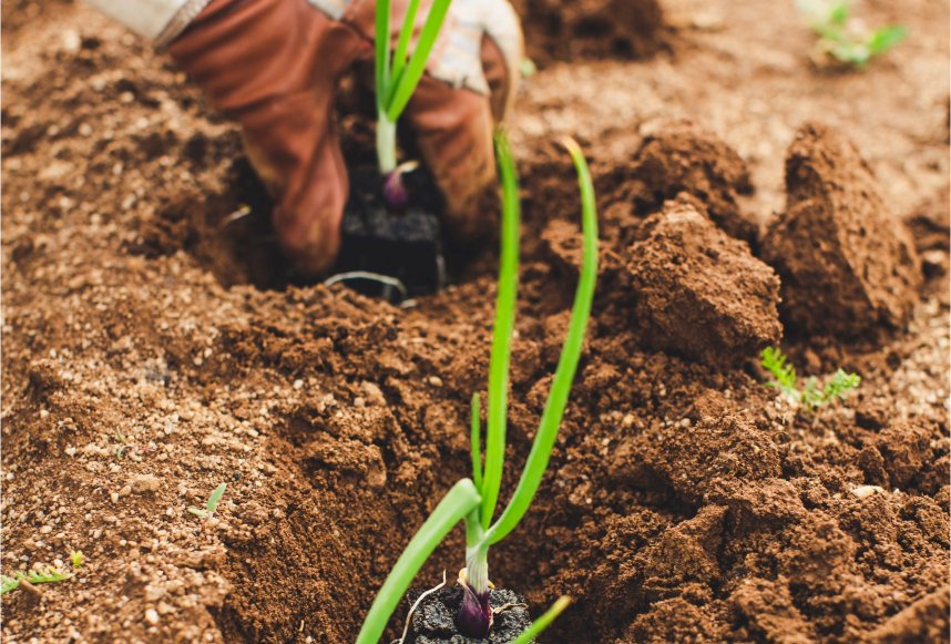 plante entrain d'etre planter